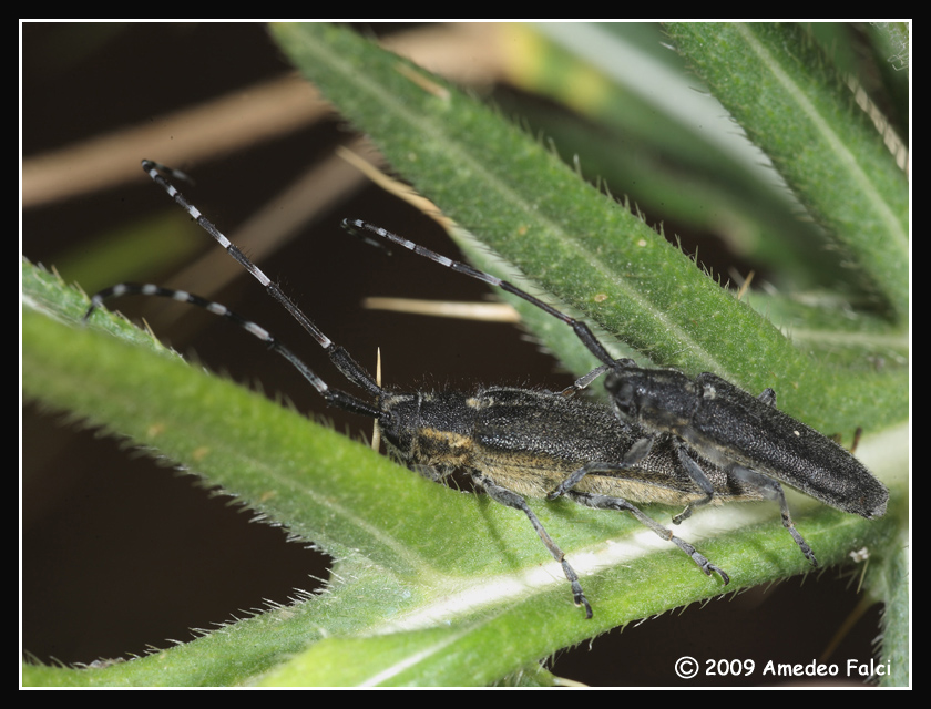 Agapanthia cynarae (Cerambycidae)