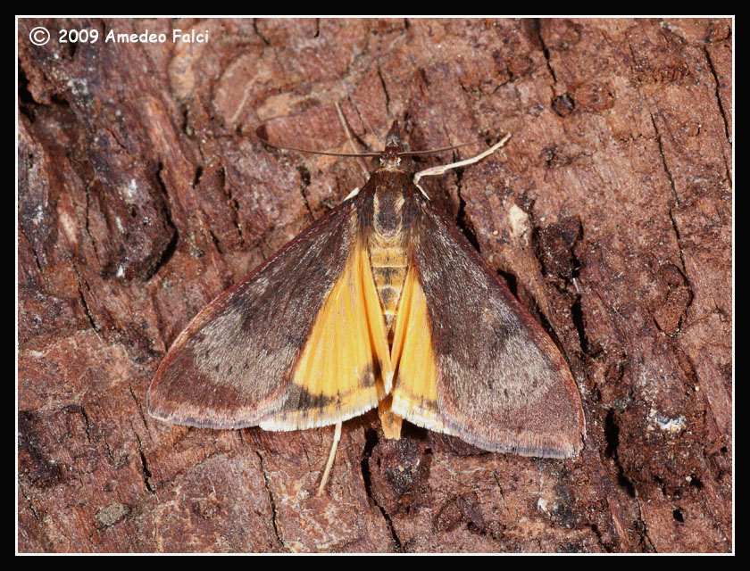 Bruco di Uresiphita sp. - Uresiphita gilvata