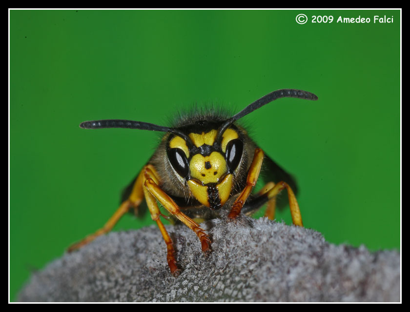 Vespula germanica (Vespidae)