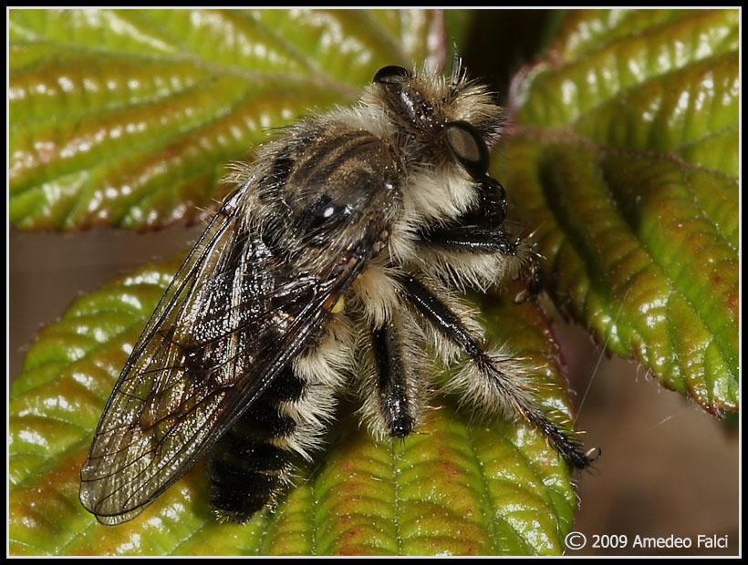 Dalla Sicilia: Pycnopogon sp. ( Asilidae)