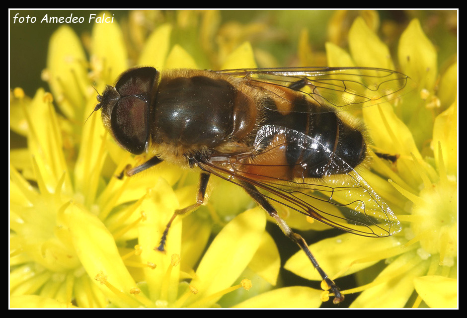 Dalla Sicilia Eristalis similis M e F (Syrphidae)