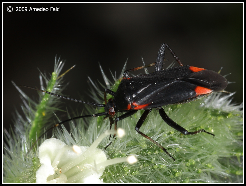 Forme di Calocoris nemoralis del Parco delle Madonie (PA)