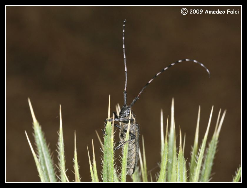 Agapanthia cynarae (Cerambycidae)