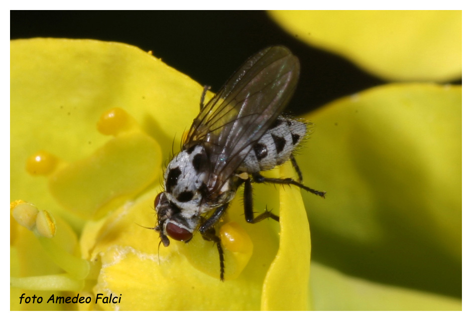 Anthomyia del gruppo pluvialis della Sicilia.