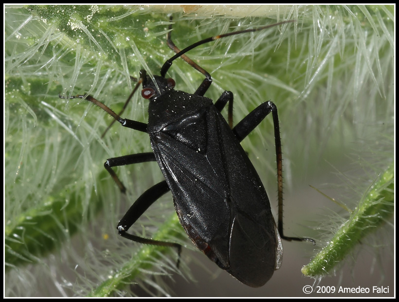 Forme di Calocoris nemoralis del Parco delle Madonie (PA)