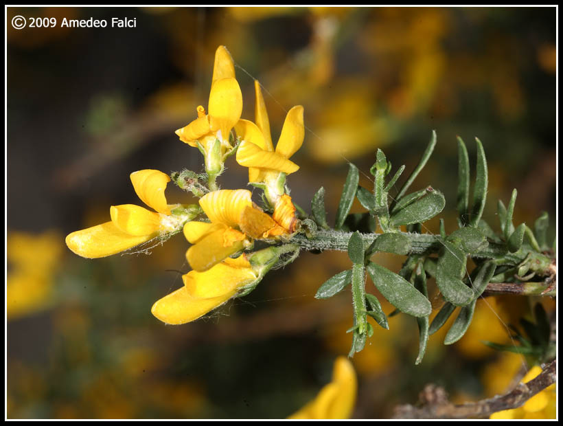 Genista cupanii / Ginestra di Cupani