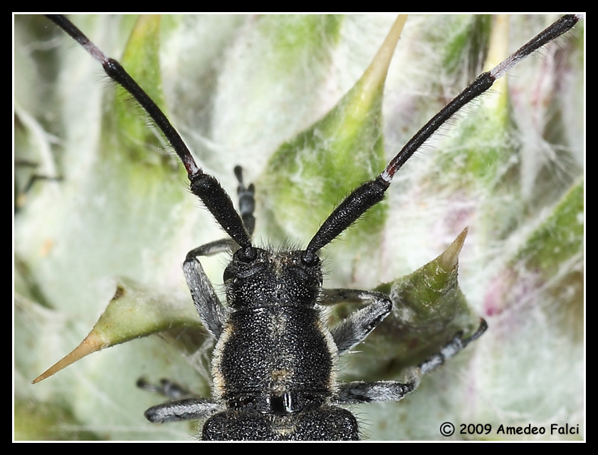Agapanthia cynarae (Cerambycidae)