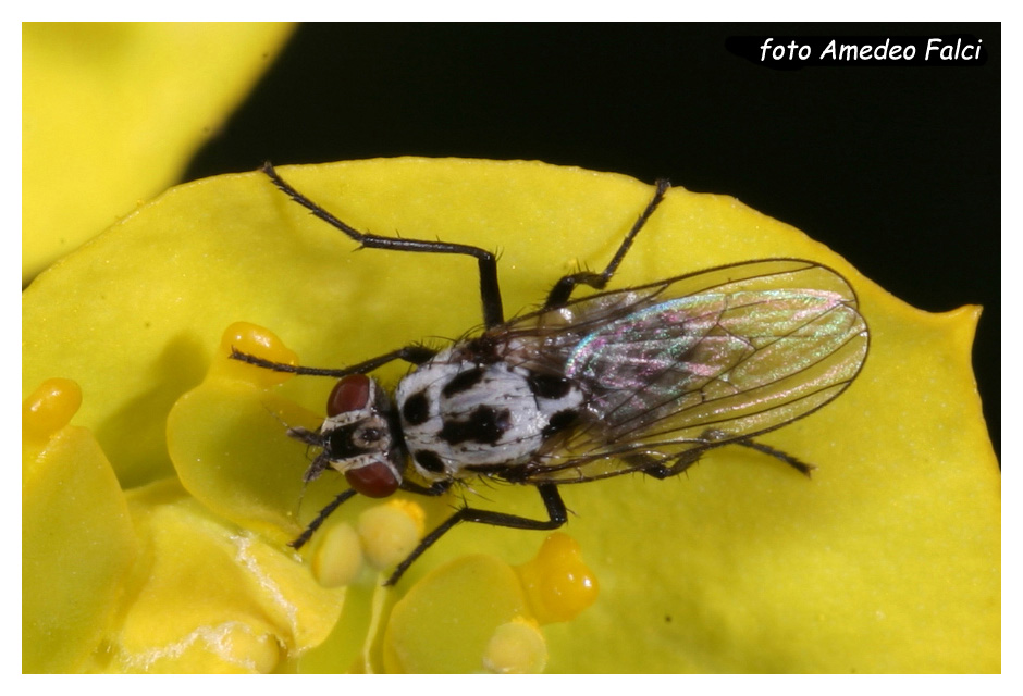 Anthomyia del gruppo pluvialis della Sicilia.