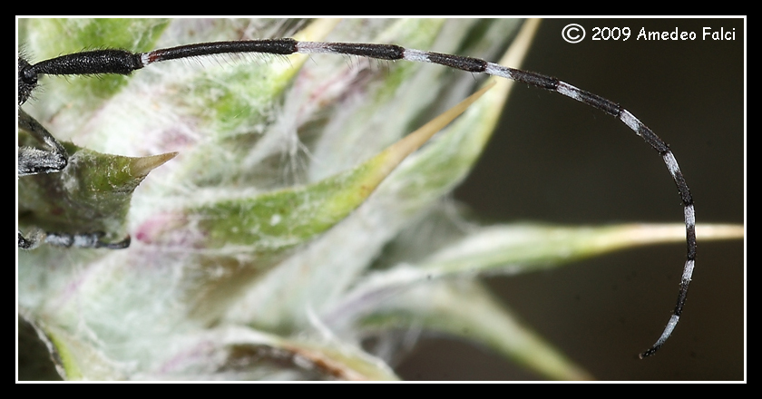 Agapanthia cynarae (Cerambycidae)