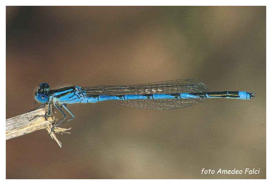 Conferma su Erythromma lindenii maschio