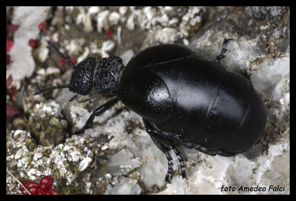 Meloe tuccius ssp. corrosus (Coleoptera, Meloidae)