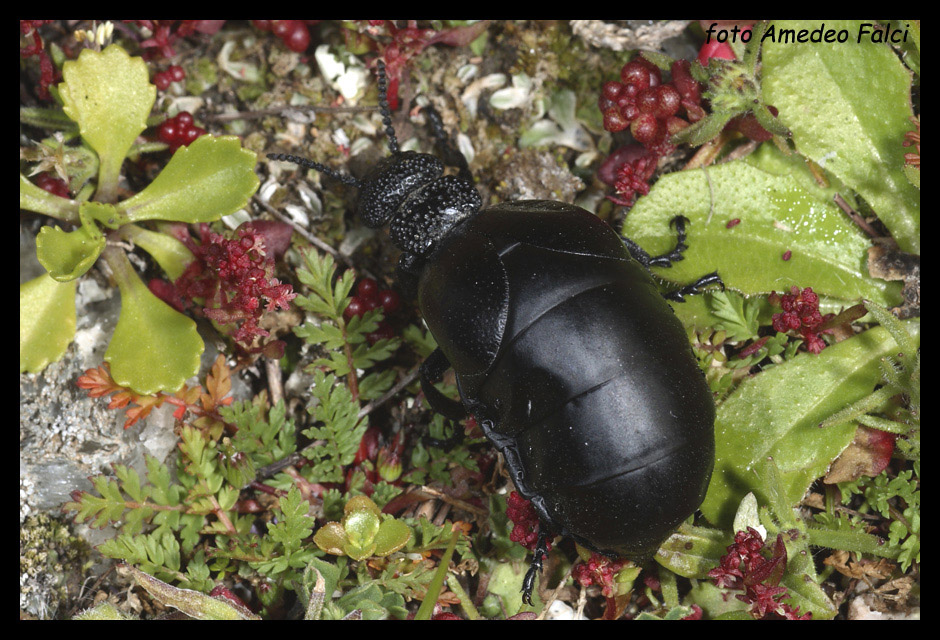 Meloe tuccius ssp. corrosus (Coleoptera, Meloidae)