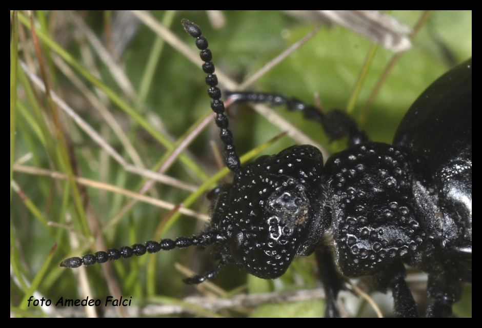 Meloe tuccius ssp. corrosus (Coleoptera, Meloidae)