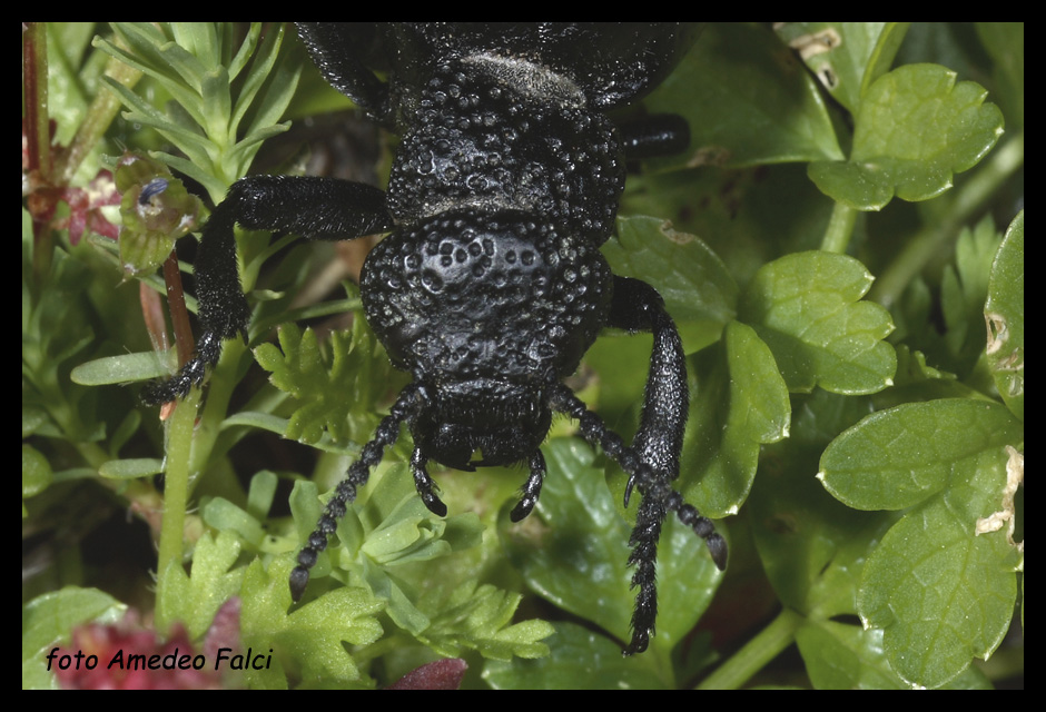 Meloe tuccius ssp. corrosus (Coleoptera, Meloidae)