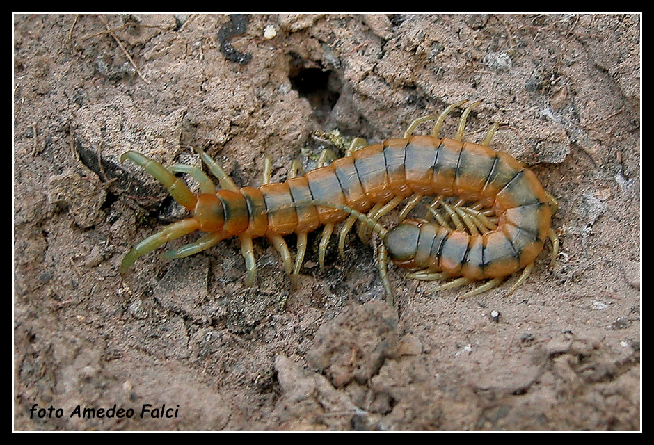 Scolopendra cingulata siciliana