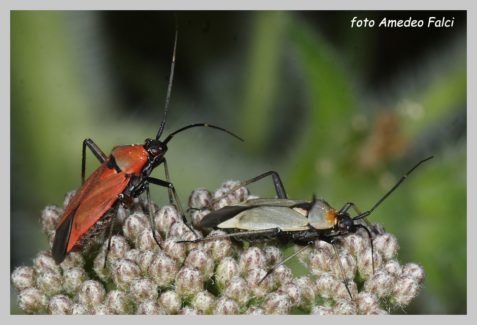 Miridae: Calocoris nemoralis