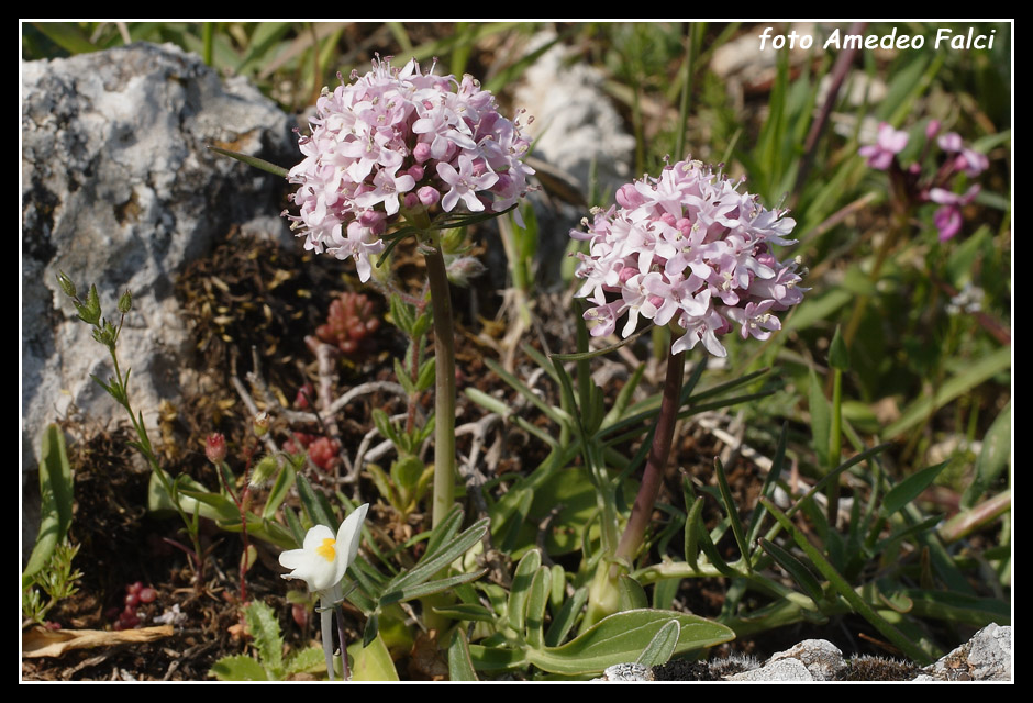 Valeriana tuberosa / Valeriana tuberosa