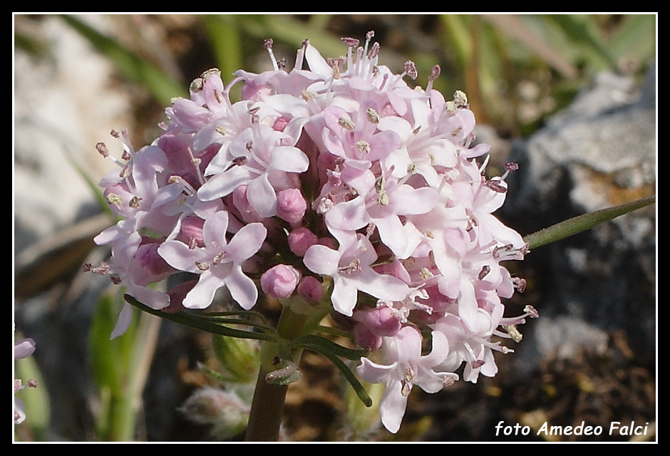 Valeriana tuberosa / Valeriana tuberosa