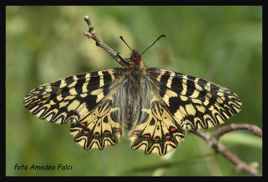 Zerynthia polyxena