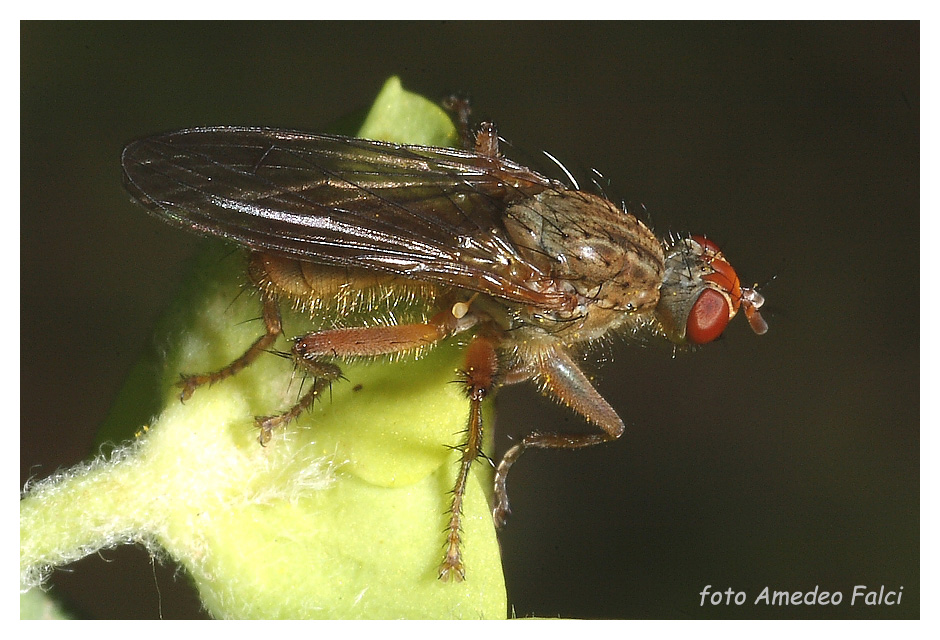 Scathophaga lutaria (Scathophagidae).