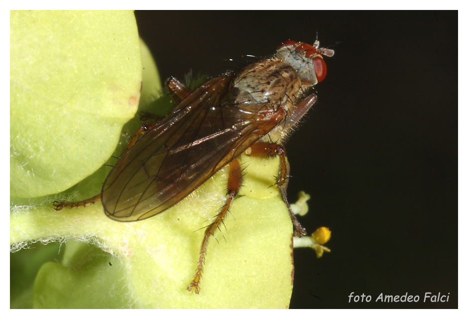 Scathophaga lutaria (Scathophagidae).