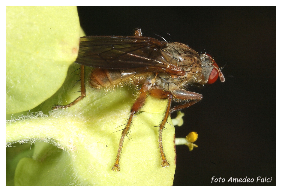 Scathophaga lutaria (Scathophagidae).