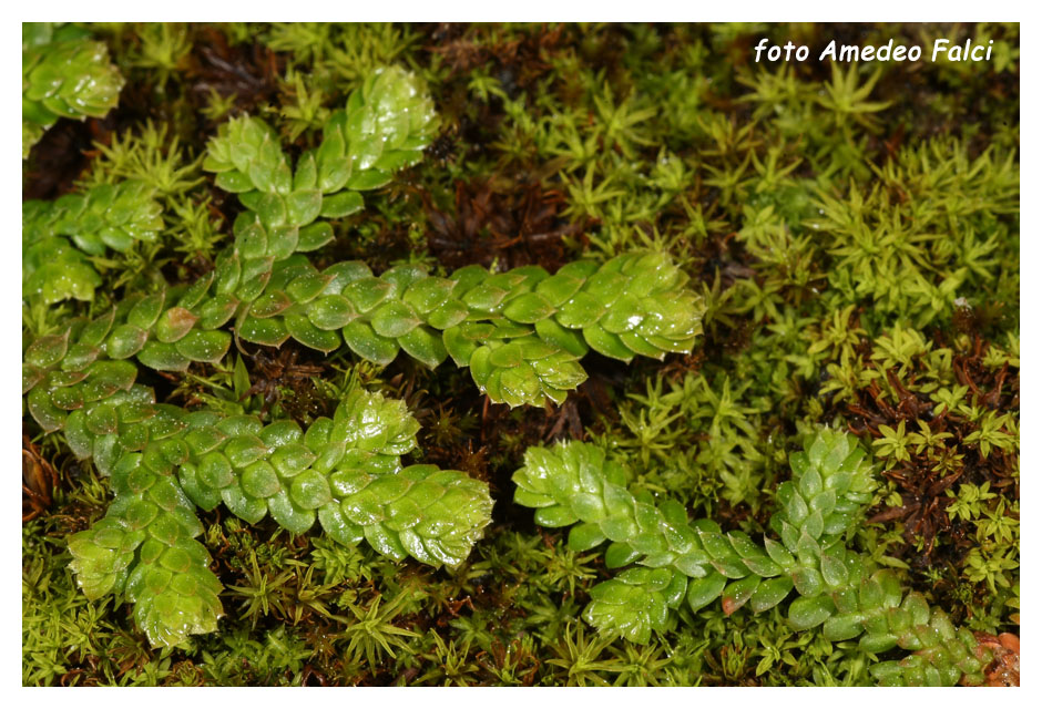 Selaginella denticulata / Selaginella denticolata