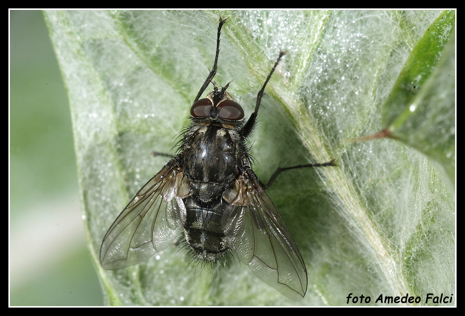Pollenia sp. M (Calliphoridae).