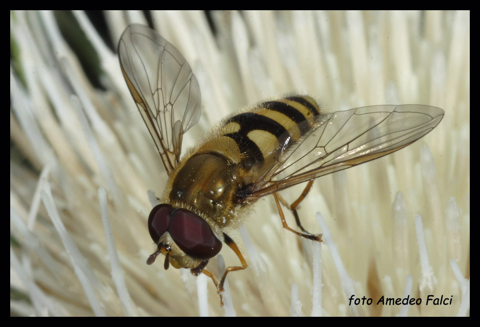 Syrphidae della Sila (CS). Syrphus ribesii/vitripennis.