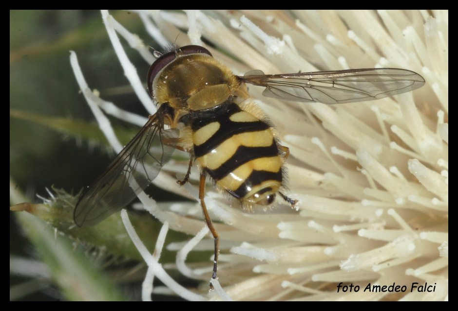 Syrphidae della Sila (CS). Syrphus ribesii/vitripennis.