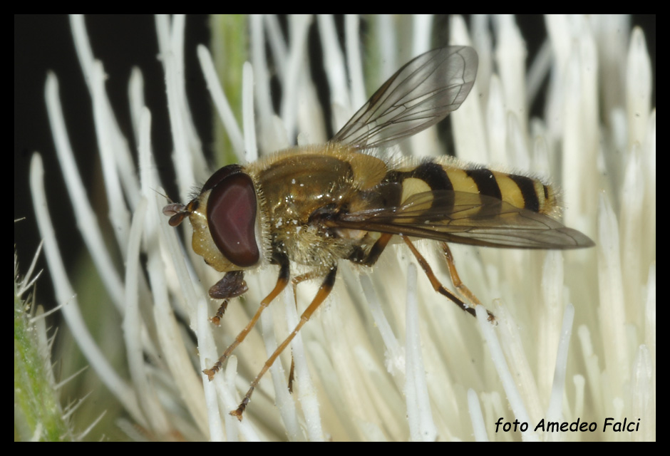 Syrphidae della Sila (CS). Syrphus ribesii/vitripennis.