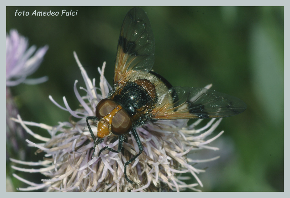 Volucella pellucens (Syrphidae)  ripreso in Sila (CS).