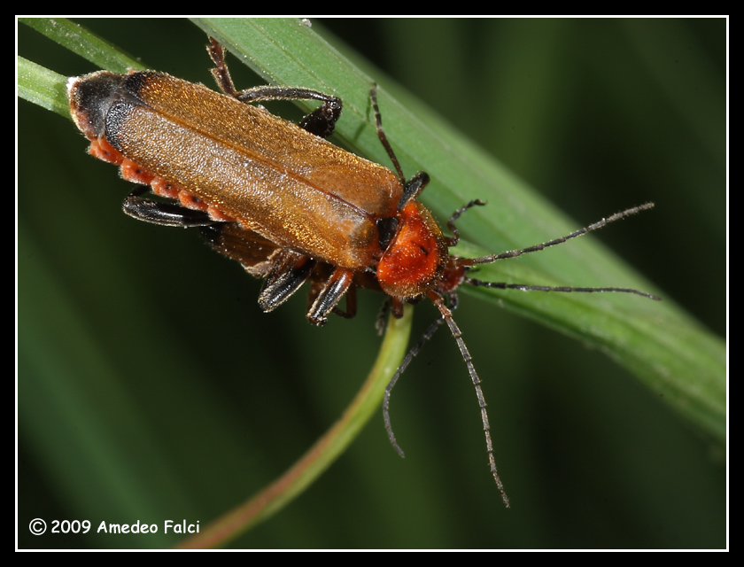 Cantharis livida sicula (Cantharidae) da confermare