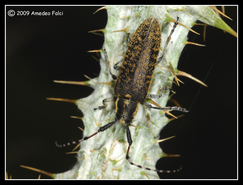 Agapanthia sicula da confermare