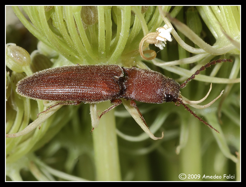 Elateridae della Sicilia da determinare: Harminius spiniger