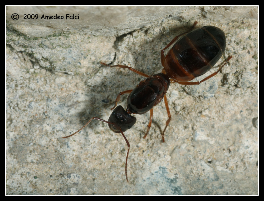 Regina di Camponotus cfr nylanderi