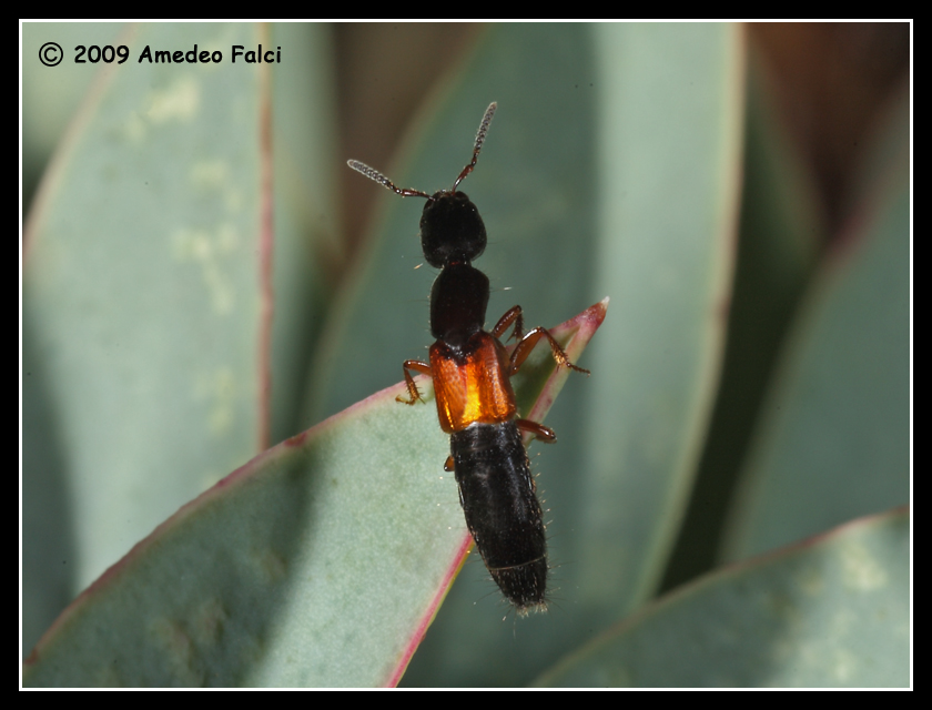 Staphylinidae  dalla Sicilia da ID