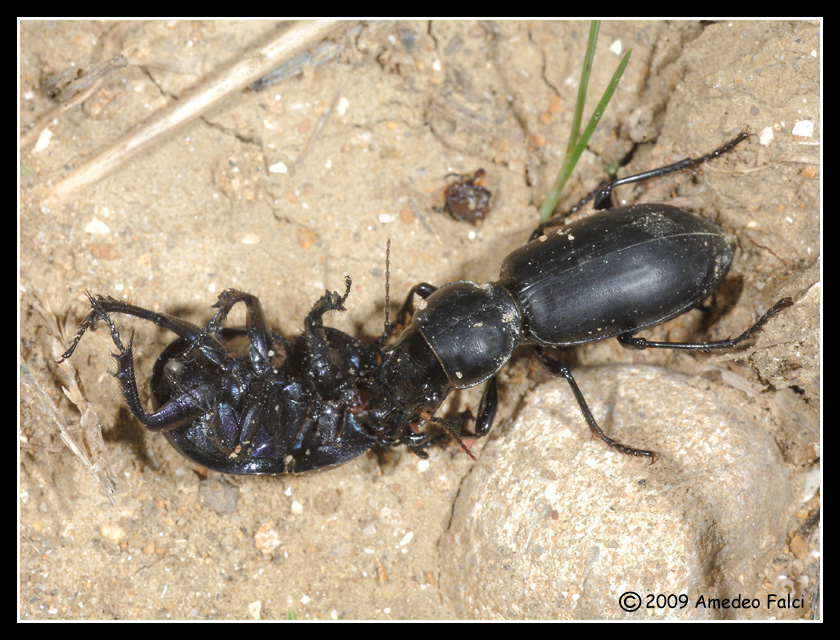 Broscus politus e altro