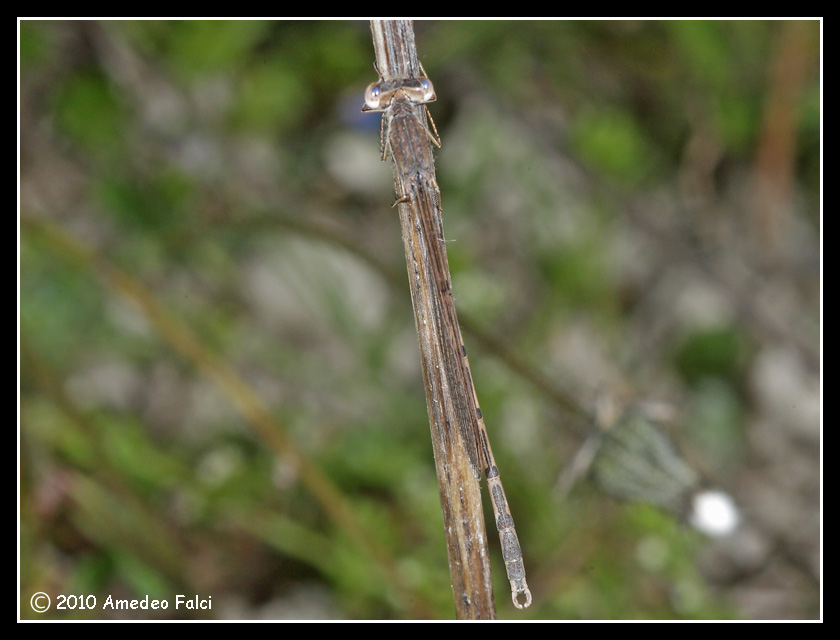Sympecma fusca da confermare.