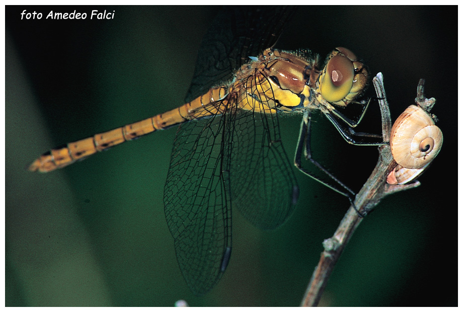 Sympetrum siciliano: S. striolatum