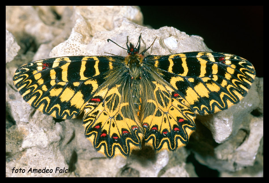 Zerynthia polyxena