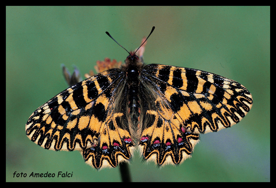 Zerynthia polyxena