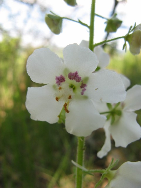 verbasco bianco - Verbascum phoeniceum
