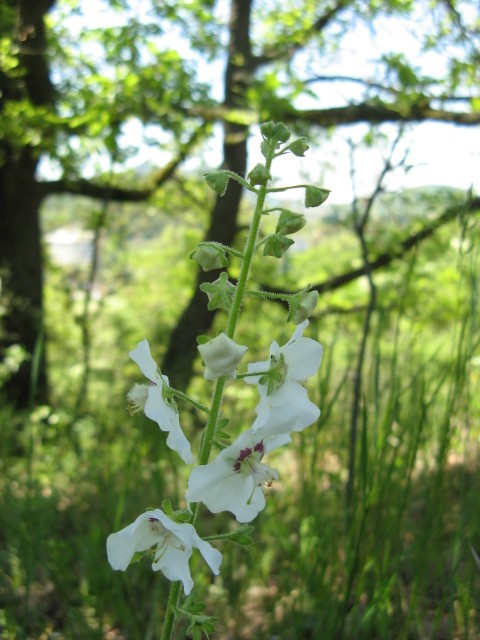 verbasco bianco - Verbascum phoeniceum