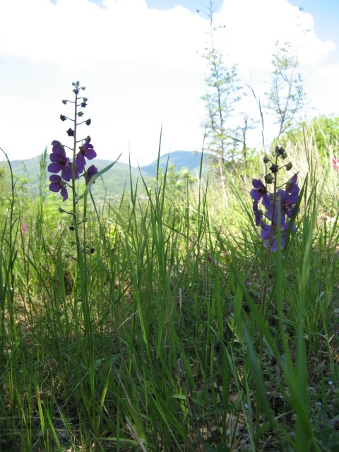verbasco bianco - Verbascum phoeniceum