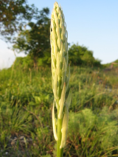 Himantoglossum Hircinum