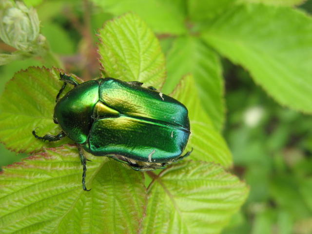 Coleotteri dei Colli Euganei 1