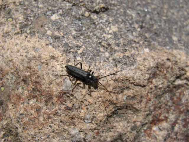 Cantharis tristis