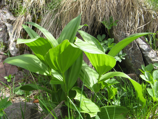 Cypripedium calceolus nuova stagione