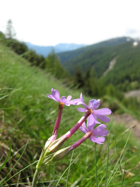 Primula halleri / Primula di Haller